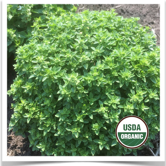 Prairie Road Organic Seed 's Greek Miniature basil grown from certified organic seed