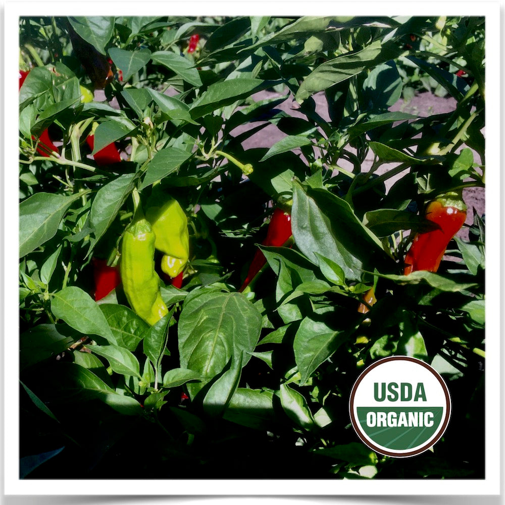 Pepperoncini pepper seed grown from certified organic seed grown at Prairie Road Organic Seed