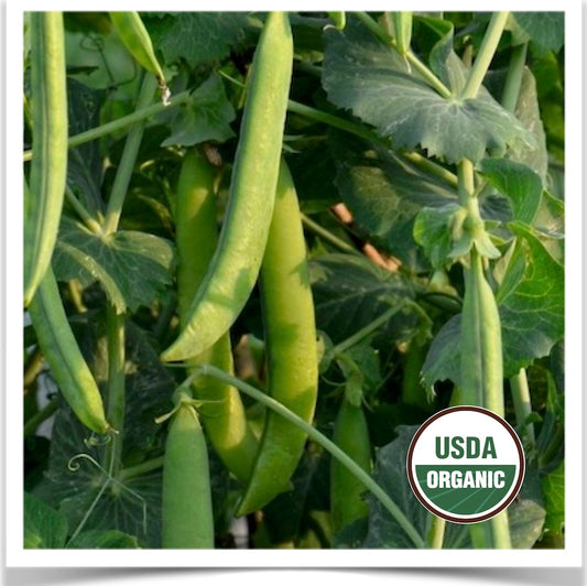 Green Arrow shell peas growing the garden at Prairie Road Organic Seed