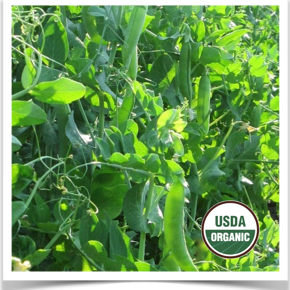 Prairie Road Organic Seed Homesteader peas grown from certified organic seed