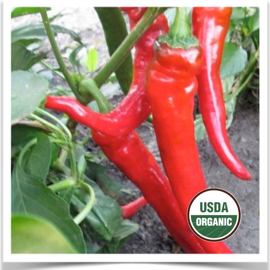 Hot Portugal pepper s growing in the garden; grown from certified organic pepper seed