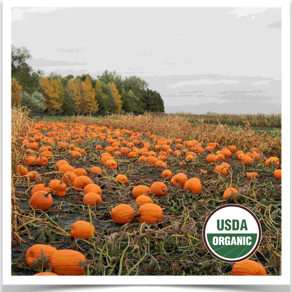 Prairie Road Organic Seed Howden pumpkins patch grown from certified organic seed.