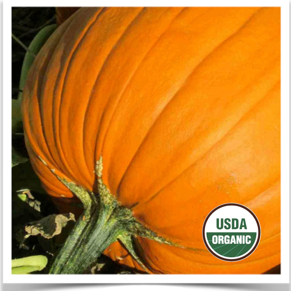 Prairie Road Organic Seed Howden jack-o-lantern pumpkins grown from certified organic seed.