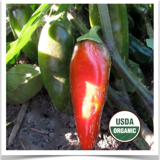 Prairie Road Organic Seed Early Jalapeño peppers growing in the garden at Prairie Road Organic Seed