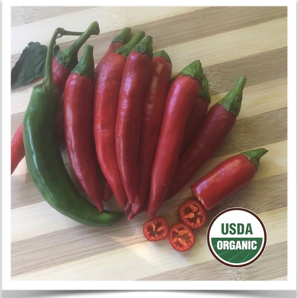 Korean Sister-in-law peppers ready for slicing at Prairie Road Organic Seed