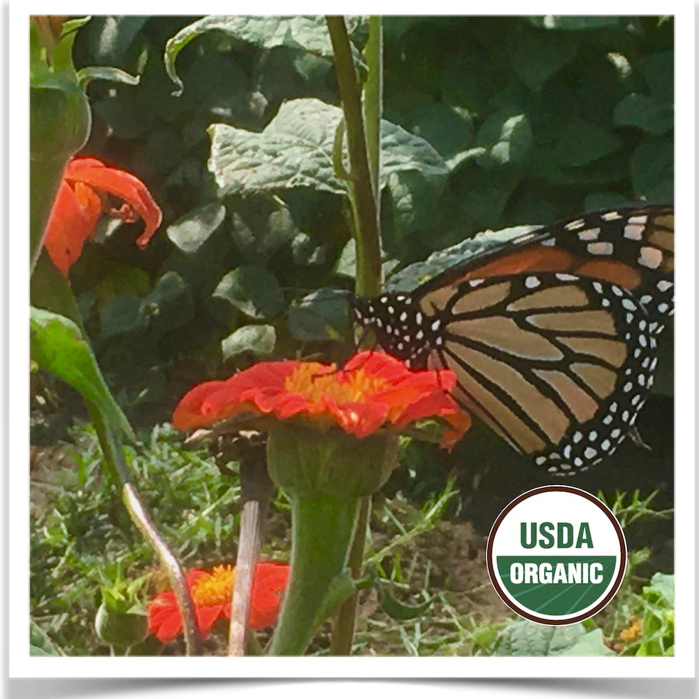 Prairie Road Organic Seed Torch Mexican Sunflower being visited by a Monarch butterfly!