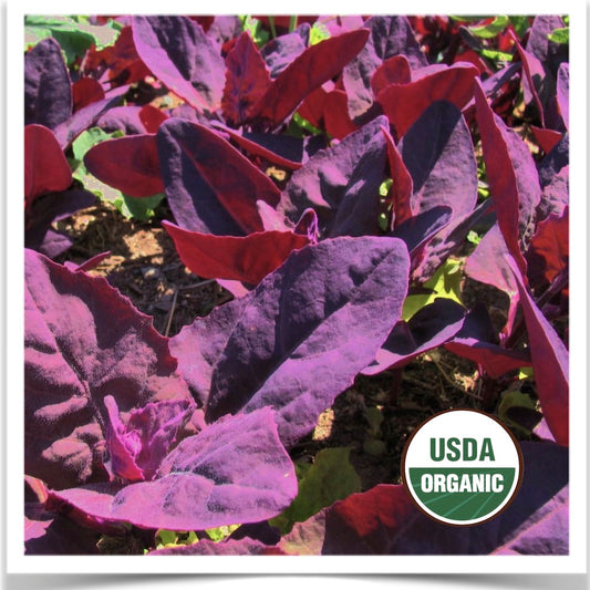 Prairie Road Organic Seed Orach salad crop grown from certified organic seed.