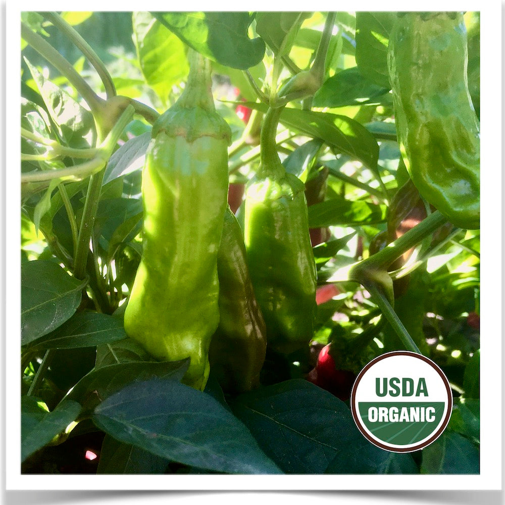 Pepperoncini pepper seed grown from certified organic seed at Prairie Road Organic Seed
