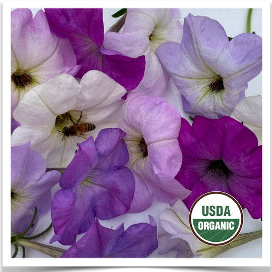 Balcony Mix petunia blooms grown from certified organic seed at Prairie Road Organic Seed