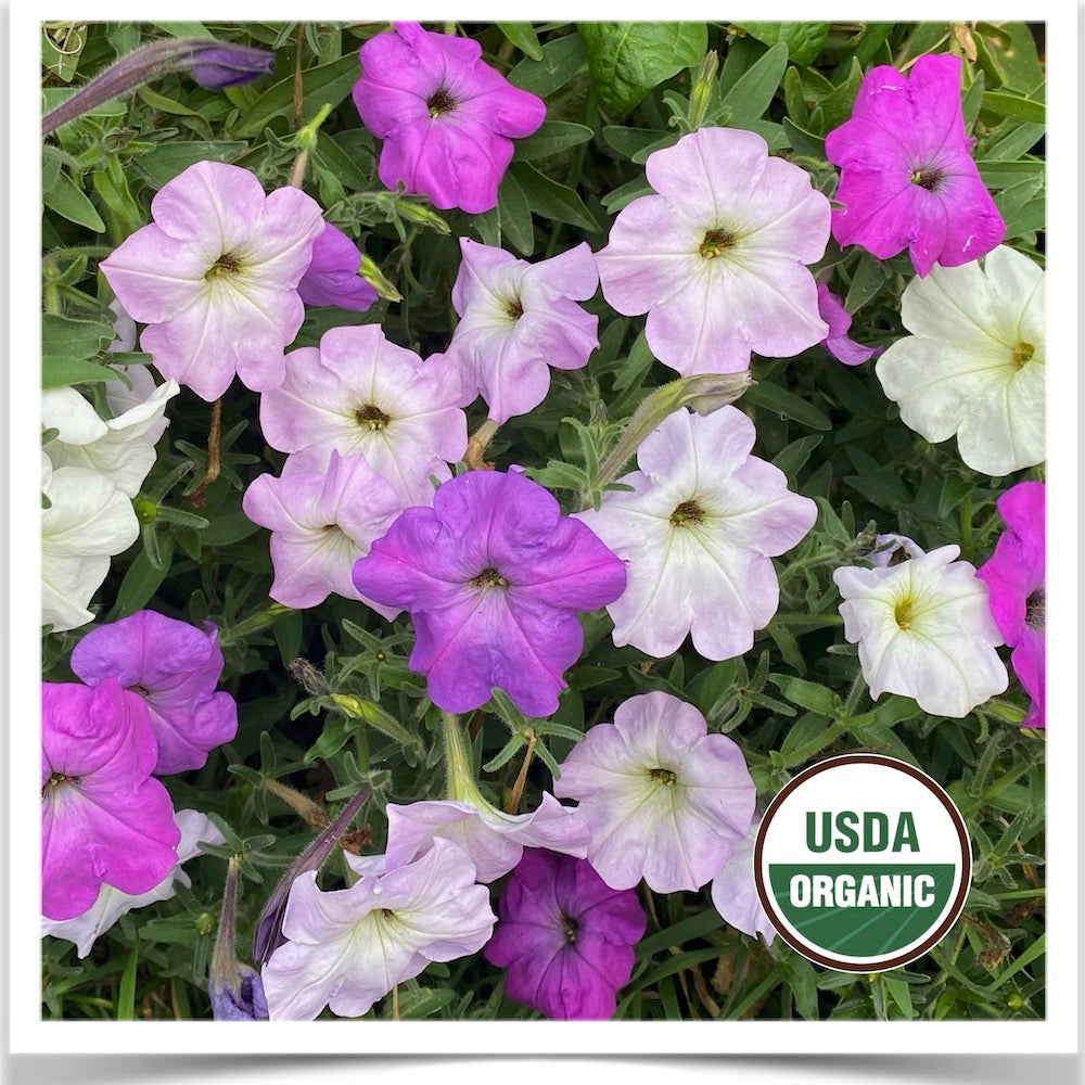 Balcony Mix petunia flowers blooming; grown from certified organic seed at Prairie Road Organic Seed
