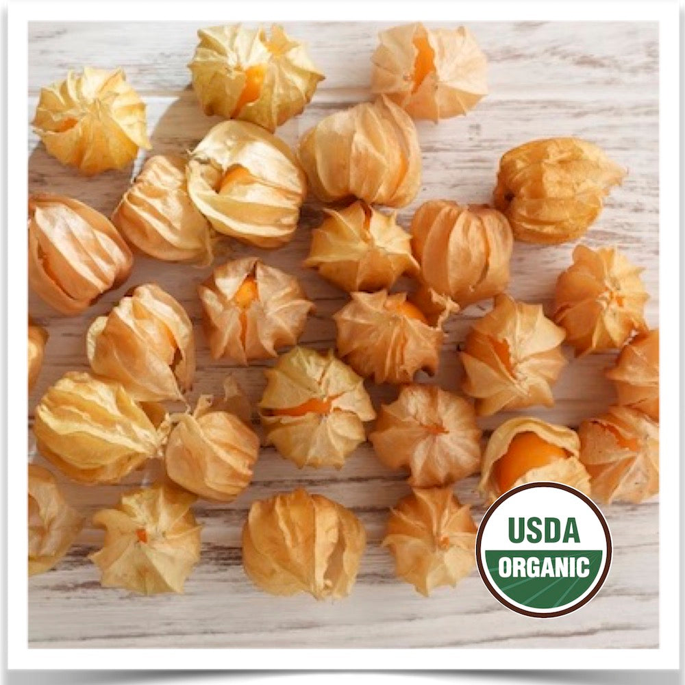 Pineapple ground cherries ripe and ready to eat at Prairie Road Organic Seed