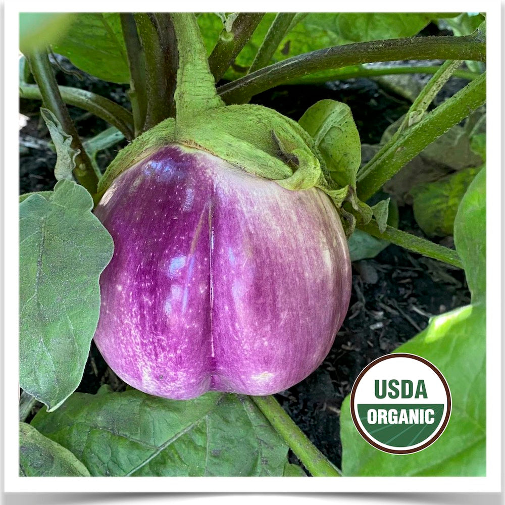 Rosa Bianca eggplant grown from certified organic seed at Prairie Road Organic Seed