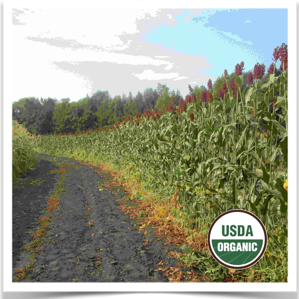 Prairie Road Organic Seed Red Kaoliang sorghum grown from certified organic seed