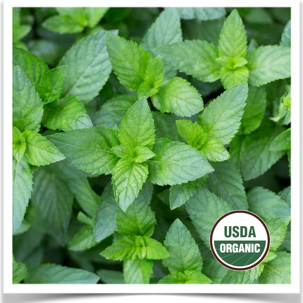 Spearmint in production at Prairie Road Organic Seed; grown from certified organic seed