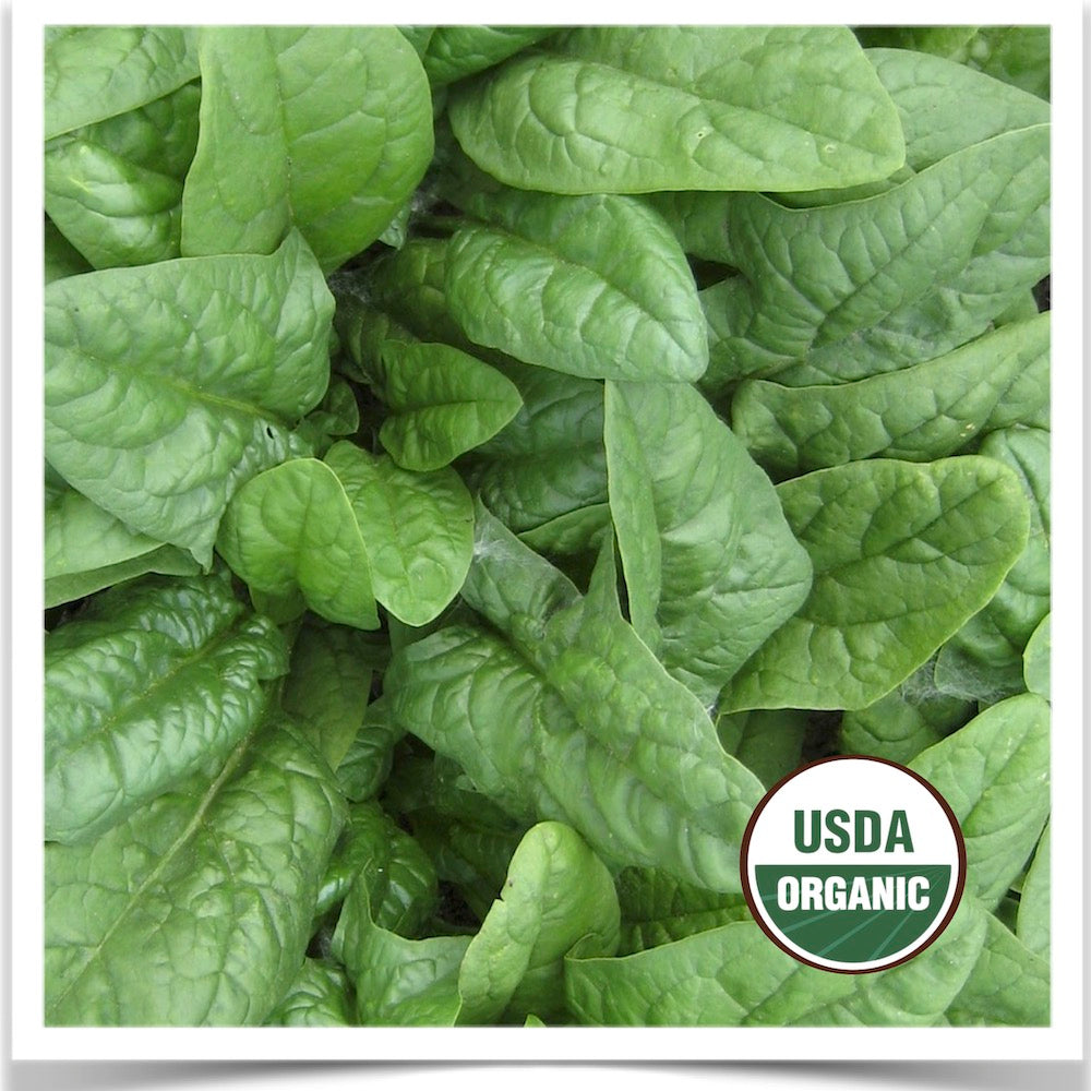 Prairie Road Organic Seed 's Nobel spinach grown from certified organic seed