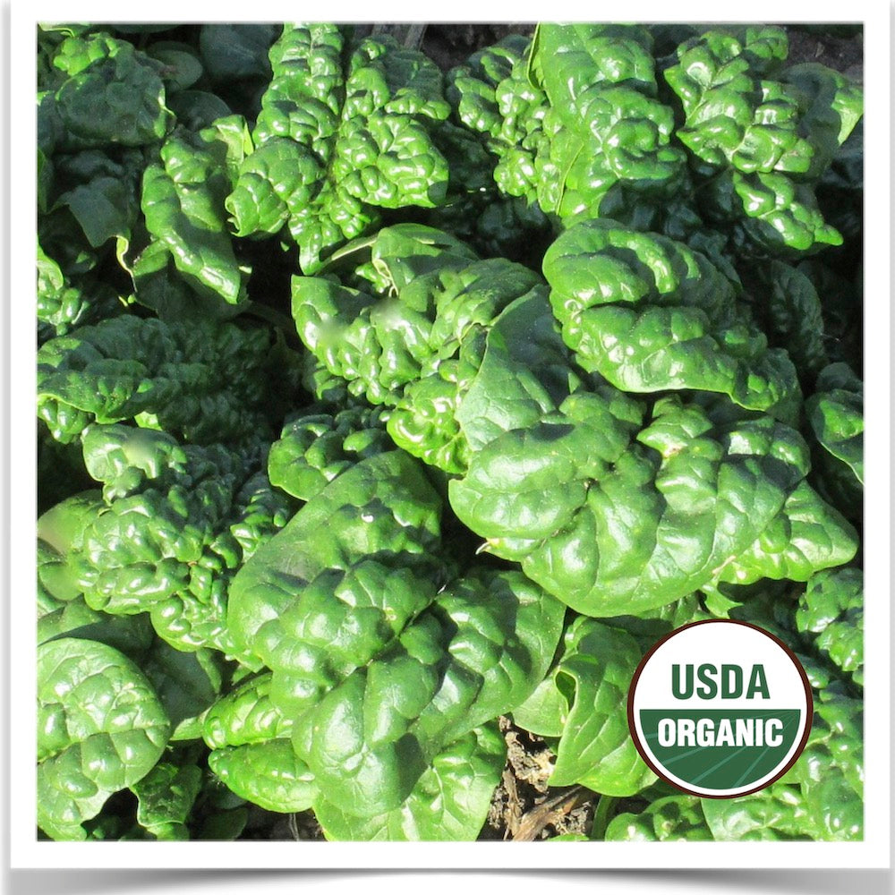 Prairie Road Organic Seed Abundant Bloomsdale spinach grown from certified organic seed