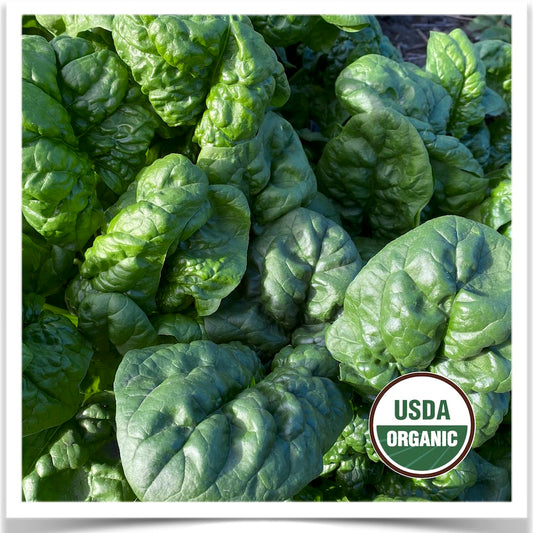 America spinach leaves ready to pick in our garden at Prairie Road Organic Seed.