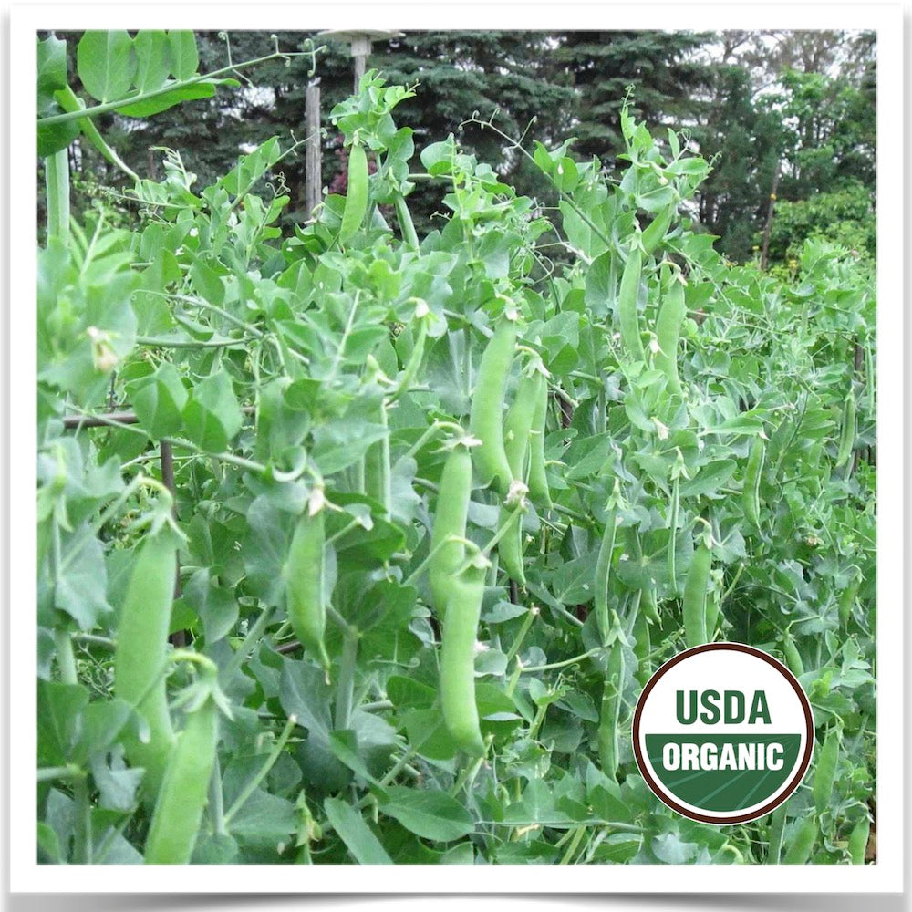 Prairie Road Organic Seed Sugar Snap peas grown from certified organic pea seed