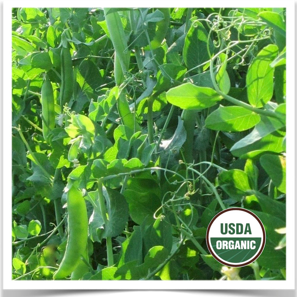 Prairie Road Organic Seed Sugar Snap peas grown from certified organic pea seed