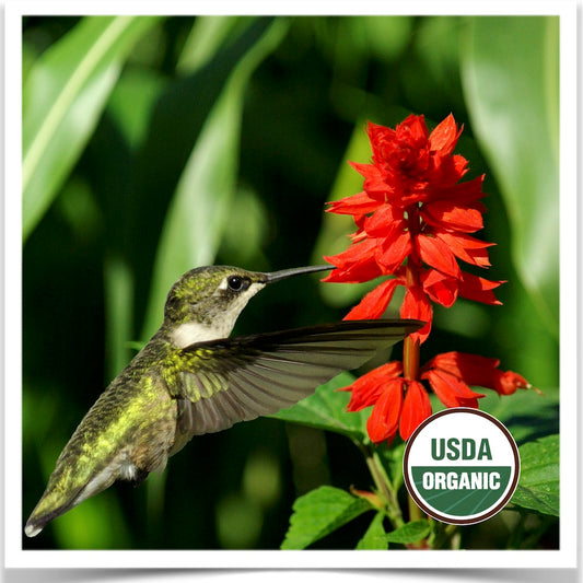 Texas Hummingbird Sage flowering and attracting hummingbirds to feed on it's nectar.