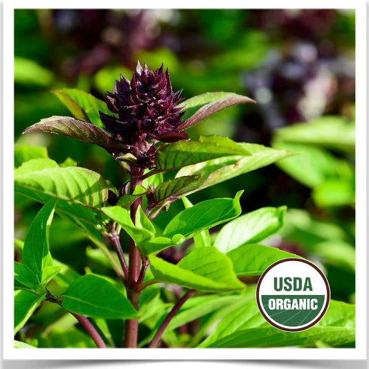 Prairie Road Organic Seed 's Sweet Thai basil grown from certified organic seed