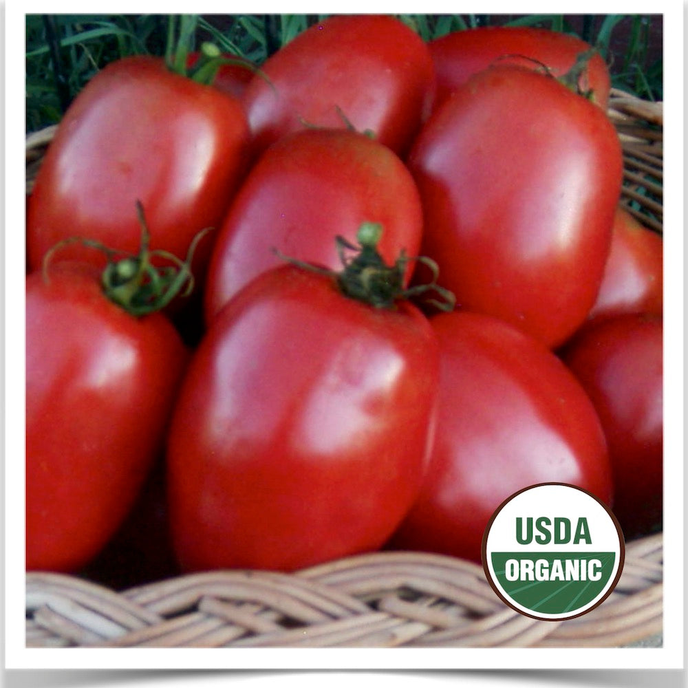 Prairie Road Organic Seed Amish Paste tomato grown from certified organic seed
