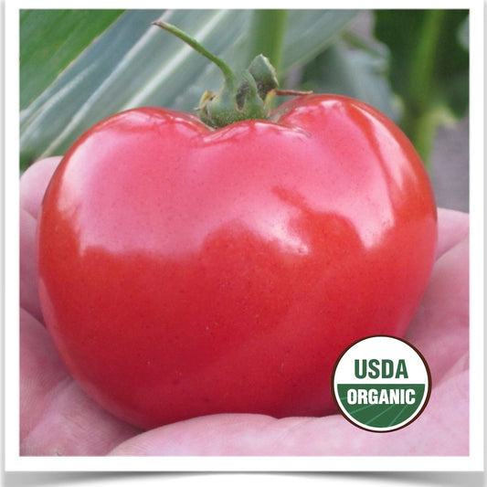 Prairie Road Organic Seed Dakota Sport tomato grown from certified organic seed