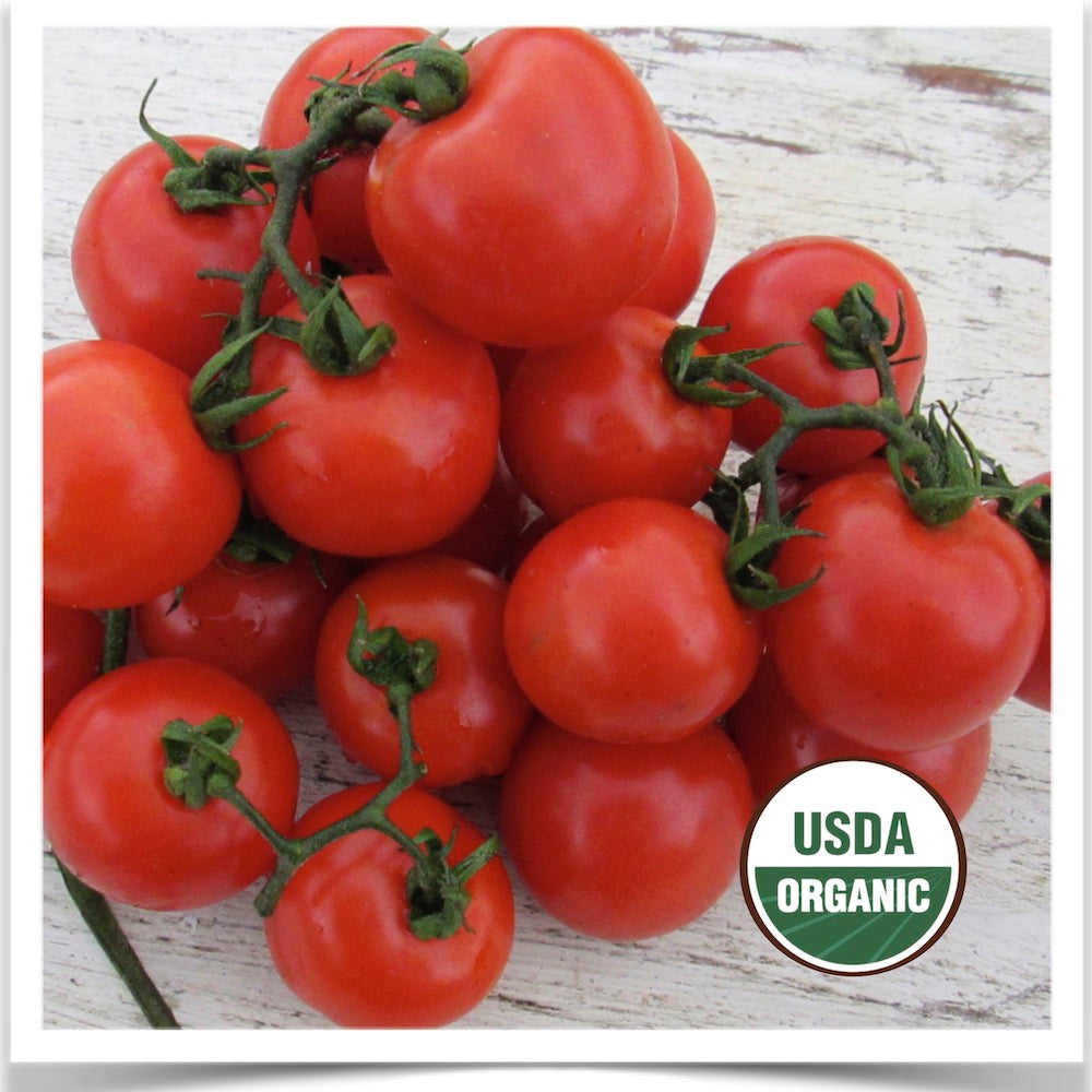 Prairie Road Organic Seed Fox Cherry tomato grown from certified organic seed