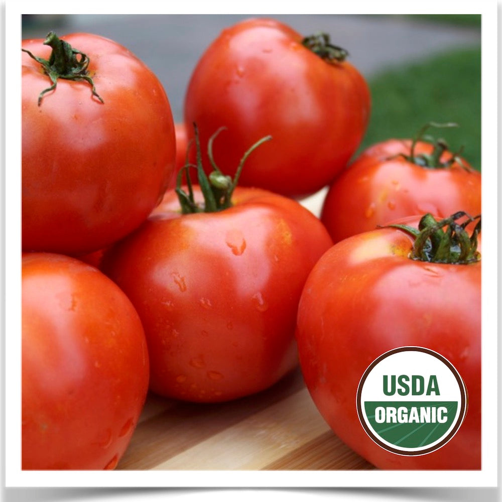Luscious ripe tomatoes of Prairie Road Organic Seed Allstate tomato.