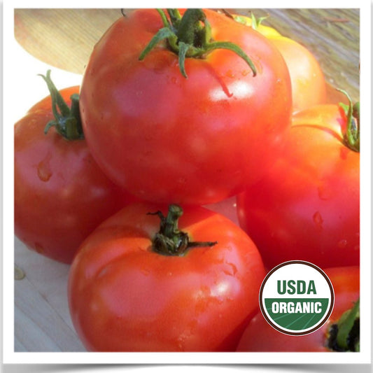 Prairie Road Organic Seed Oregon Spring tomato grown from certified organic seed