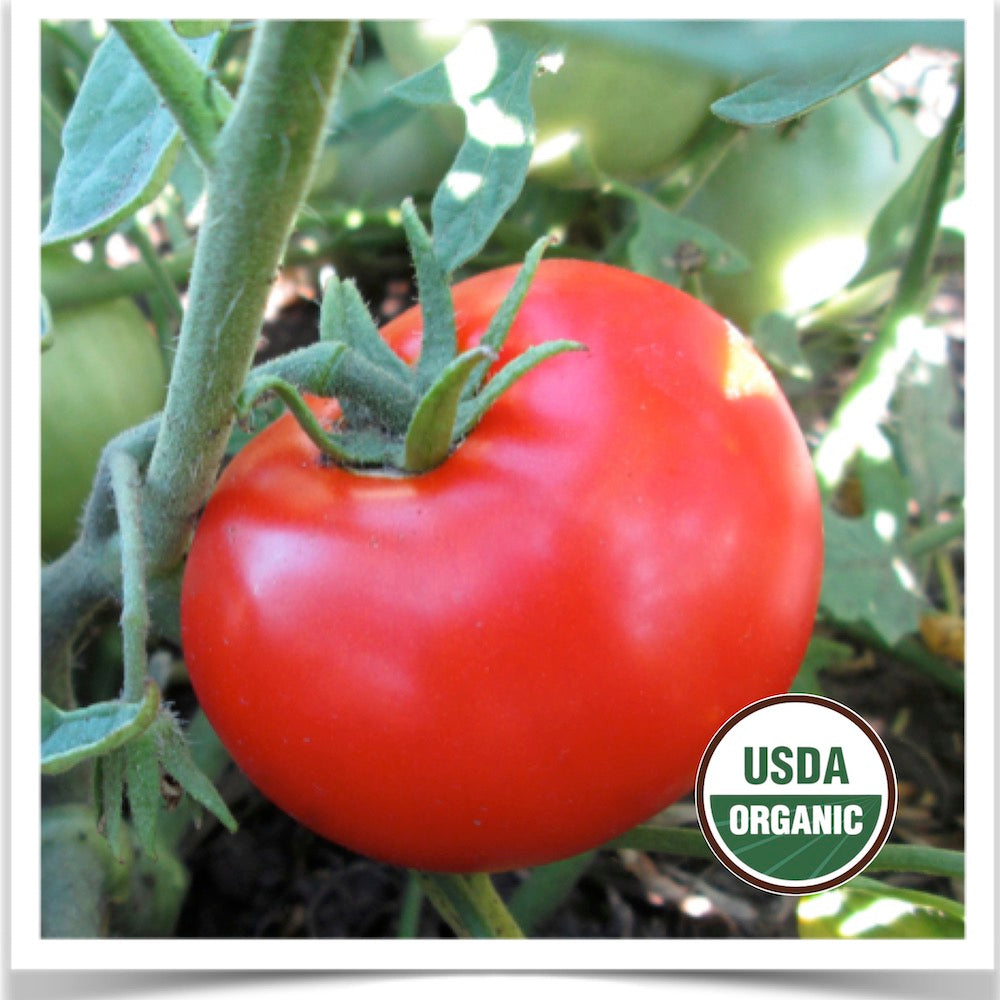 Prairie Road Organic Seed Sheyenne tomato grown from certified organic seed.