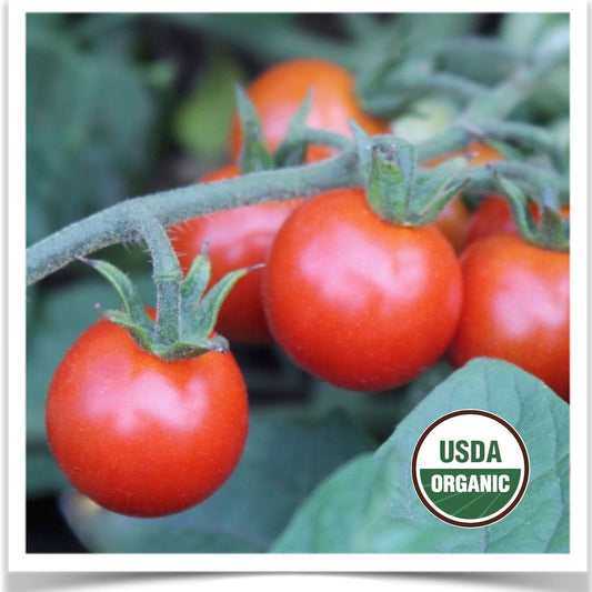 Prairie Road Organic Seed Sweet Aperitif cherry tomato on the vine, ready to pluck and eat.