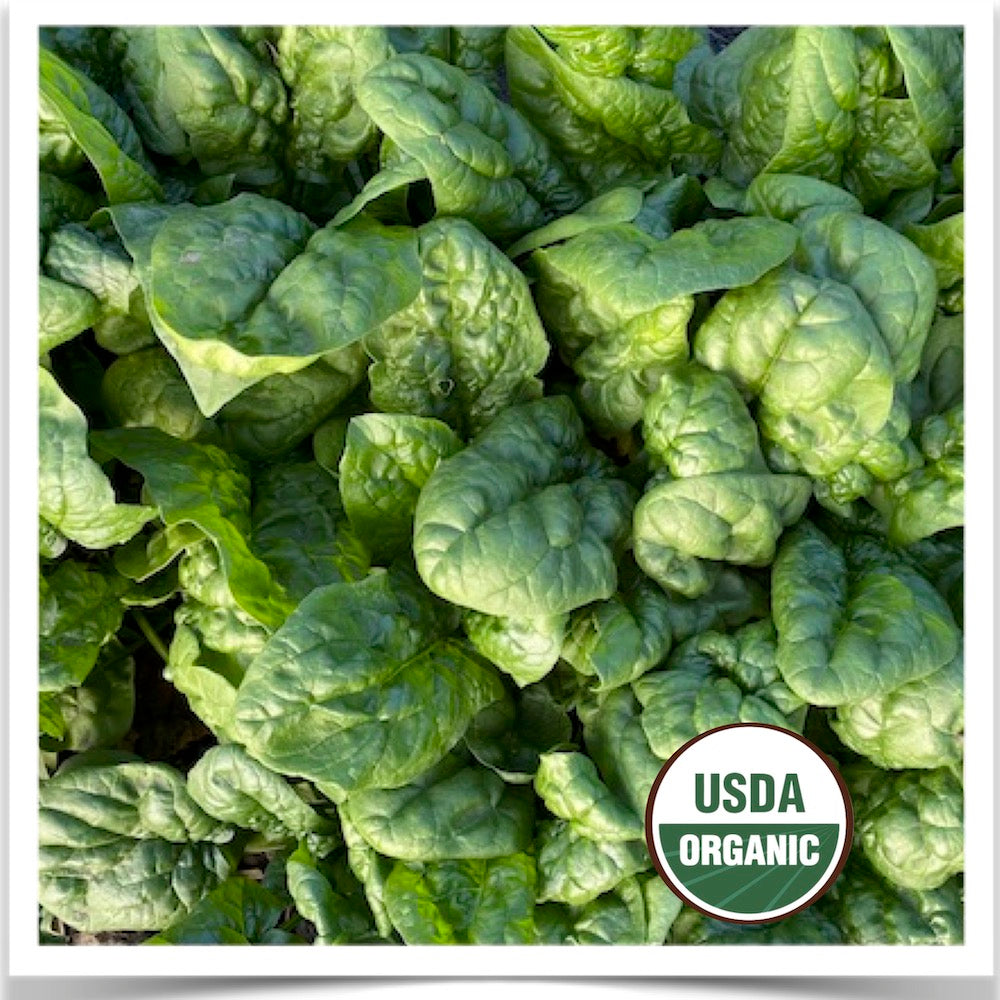 America spinach thriving in our garden at Prairie Road Organic Seed.
