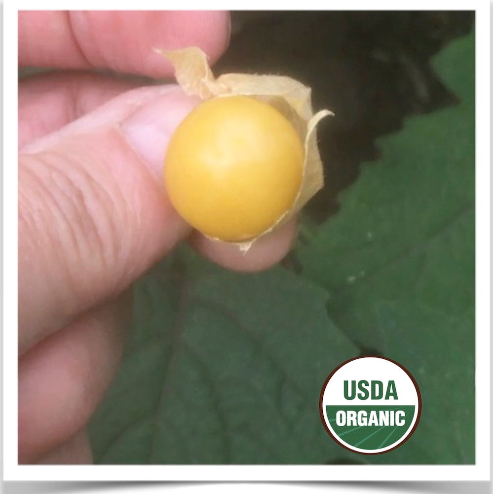 Pulling the husk from a golden yellow ground cherry.