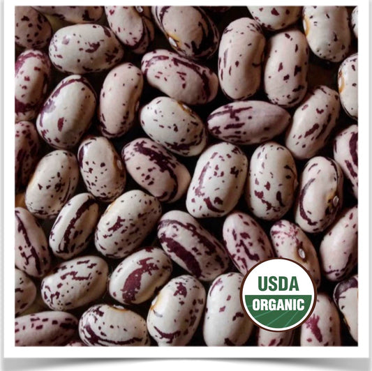 Prairie Road Organic Seed Barbunya bean organic dry bean seed