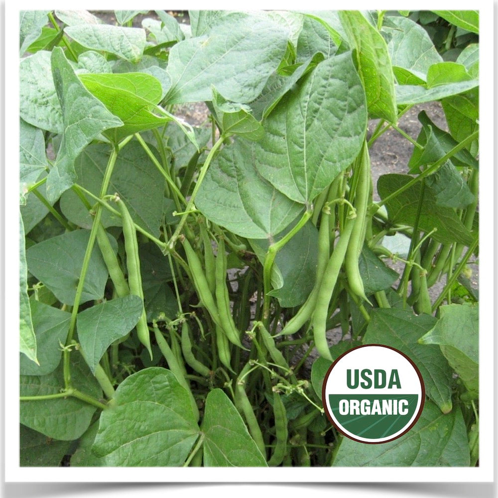 Certified organic seed Empress green bush beans .
