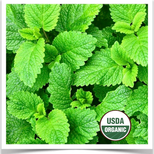 Lemon balm in production at Prairie Road Organic Seed