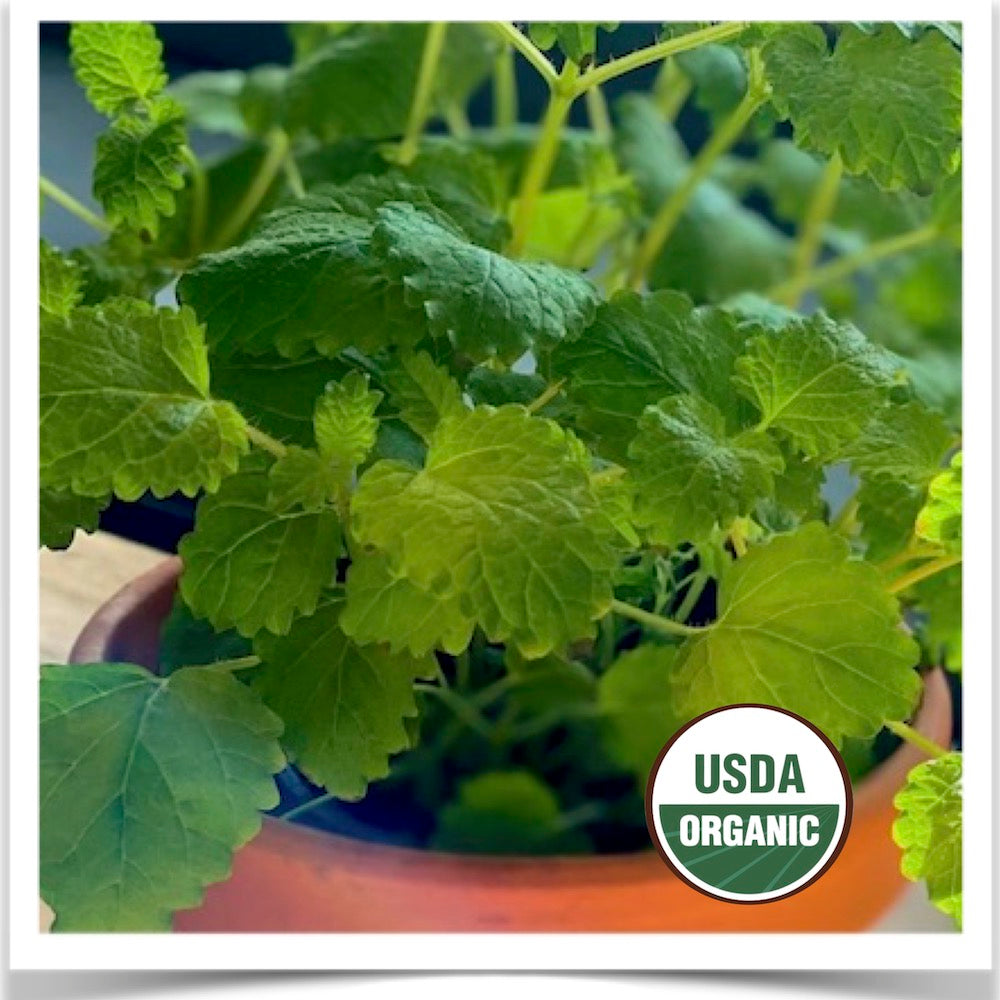 Lemon balm in production at Prairie Road Organic Seed