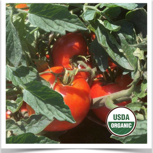 Manitoba tomatoes on the vine growing in the garden at Prairie Road Organic Seed.