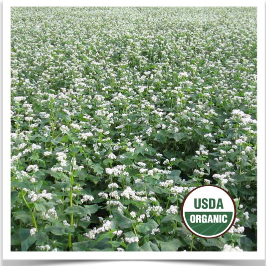 Manor buckwheat flowering at Prairie Road Organic Seed