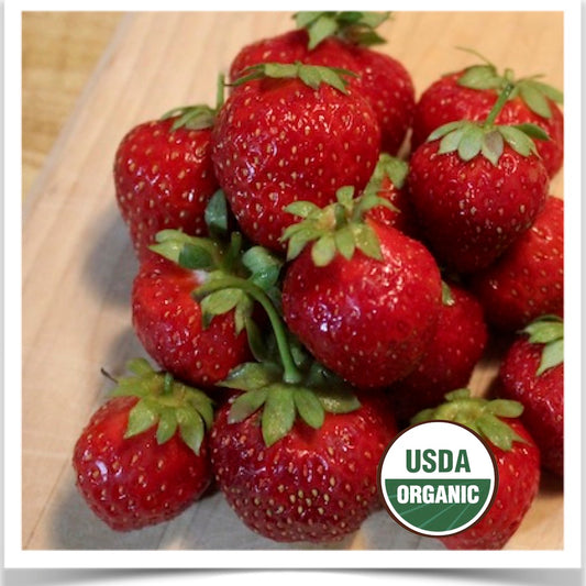 Ogallala strawberry grown at Prairie Road Organic Seed