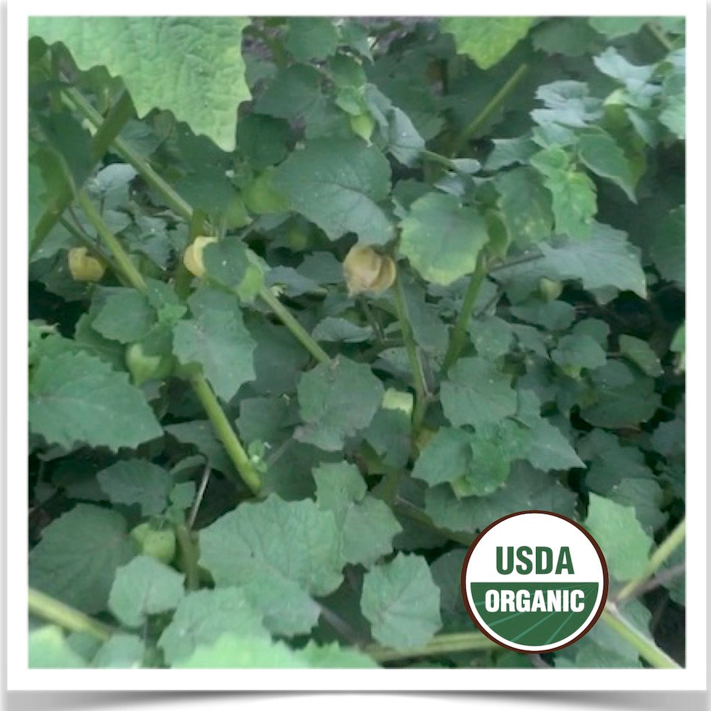 Pineapple ground cherries in full production Prairie Road Organic Seed