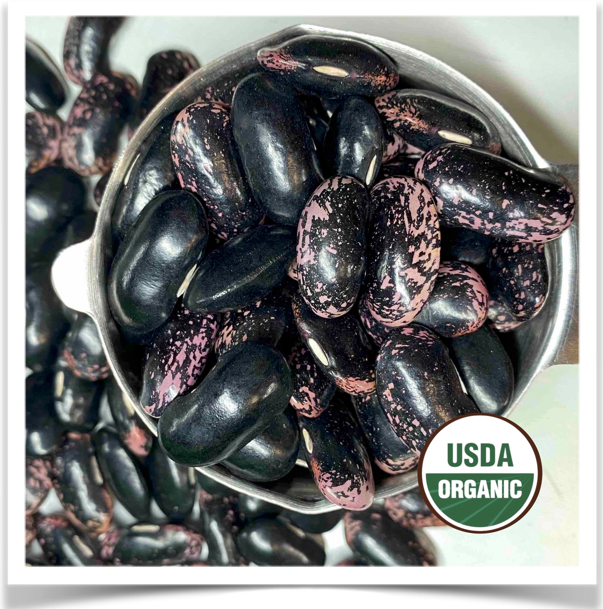 Gorgeous purple and black organic Scarlet Runner beans