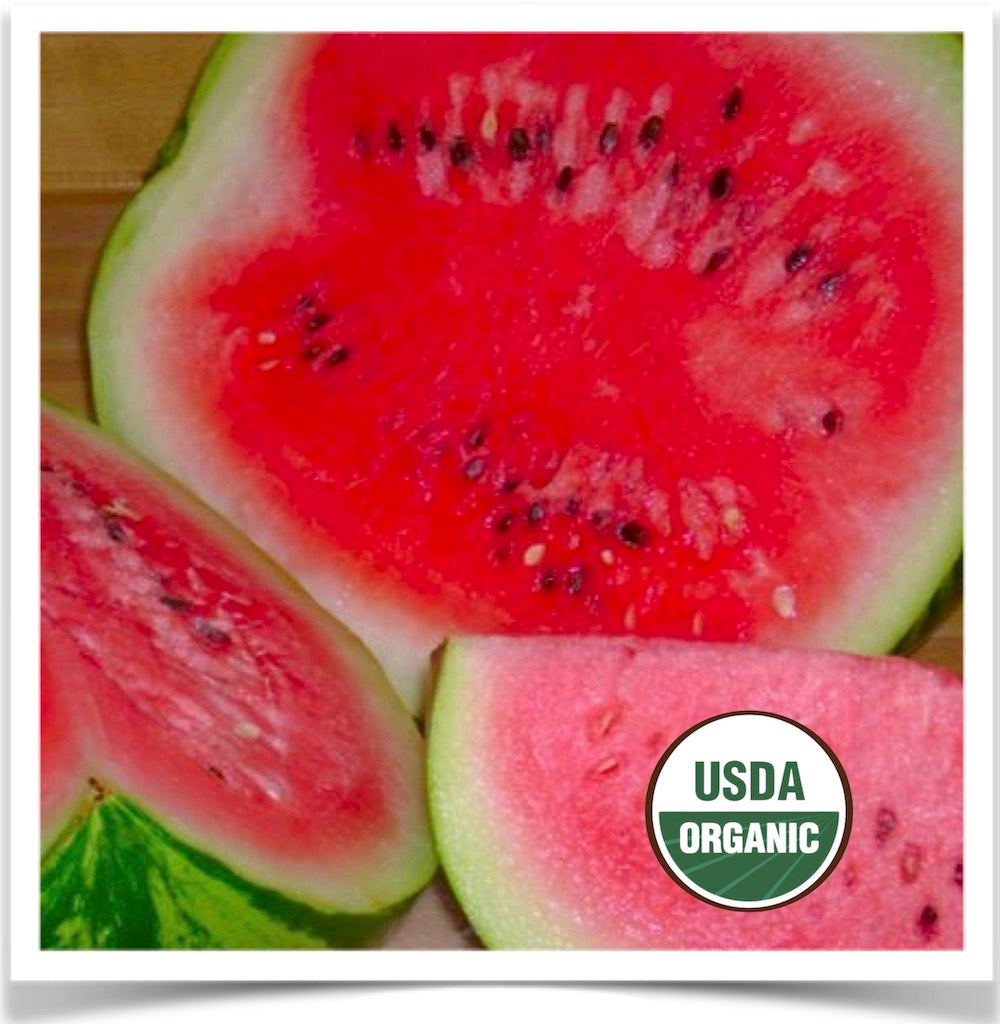 Prairie Road Organic Seed Sweet Dakota Rose watermelon grown from certified organic seed