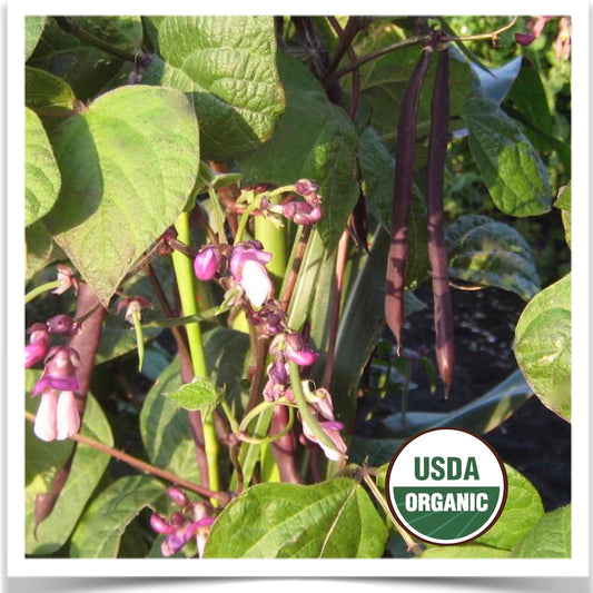 Prairie Road Organic seed Trionfo Violetto pole beans grown from certified organic seed.