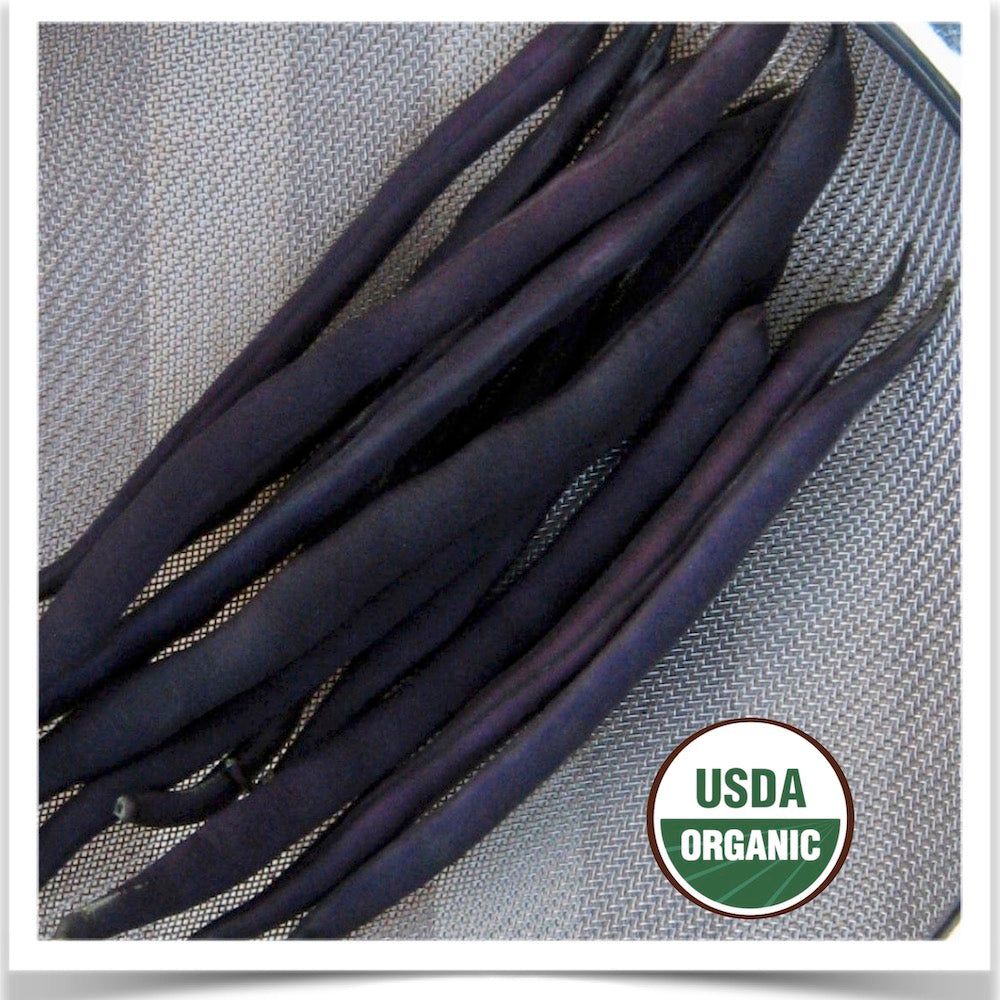 Trionfo Violetto pole beans grown from certified organic seed at Prairie Road Organic Seed
