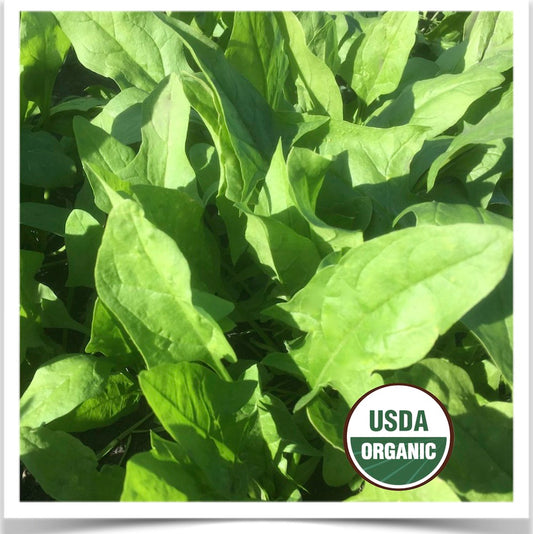 Prairie Road Organic Seed Verdil spinach grown from certified organic seed